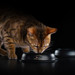 Влажный корм Pro Plan Nutri Savour для взрослых кошек с чувствительным пищеварением или с особыми предпочтениями в еде, с ягненком в соусе – интернет-магазин Ле’Муррр