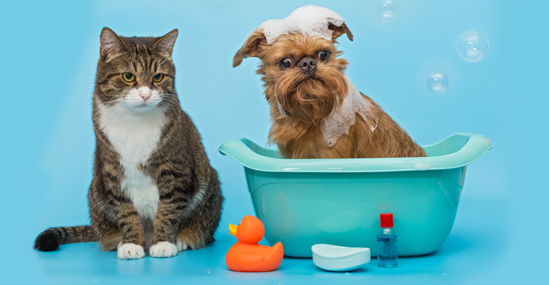 Опасно ли мыть кошку собачьим шампунем: универсальные средства Herba Vitae и Le Artis